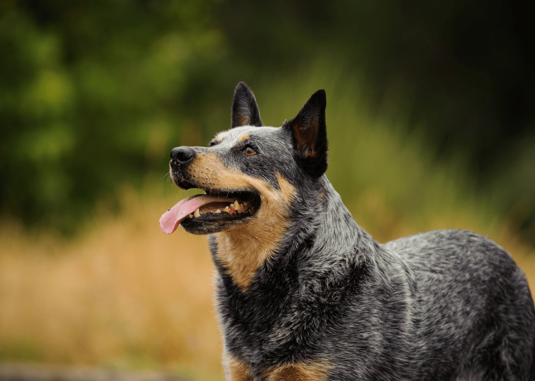 Longest Living Dog Breeds Stacker